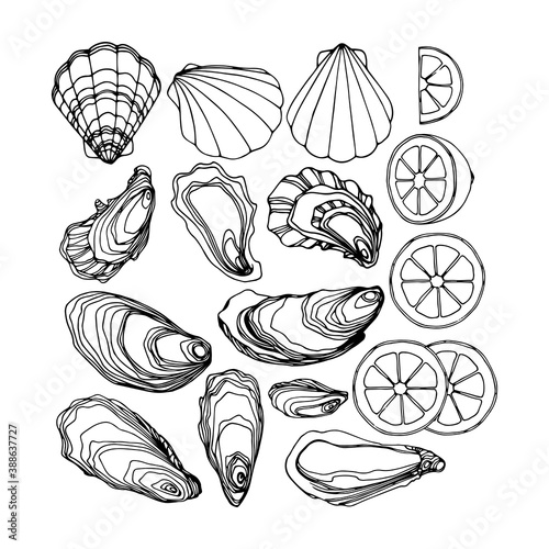 set of oysters in the shell, scallops, lemon, delicious seafood, menu decoration, vector illustration with black contour ink lines isolated on a white background in a doodle & hand drawn style