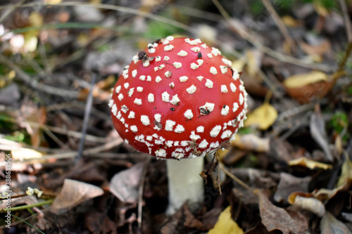 Photo of a beautiful young fly agaric