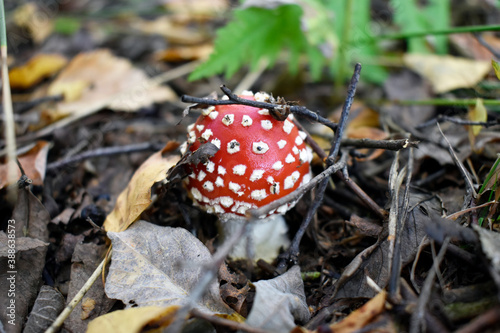 Young fly agaric that broke out of the ground