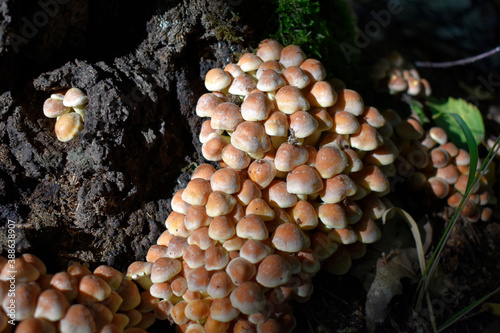 Photos of autumn mushrooms growing on a stump