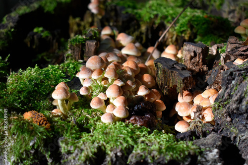 Colony of autumn forest mushrooms close-up
