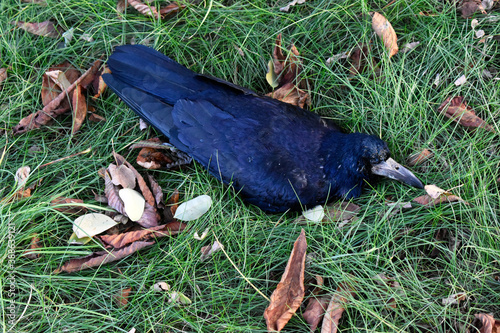Photo of a dead bird
