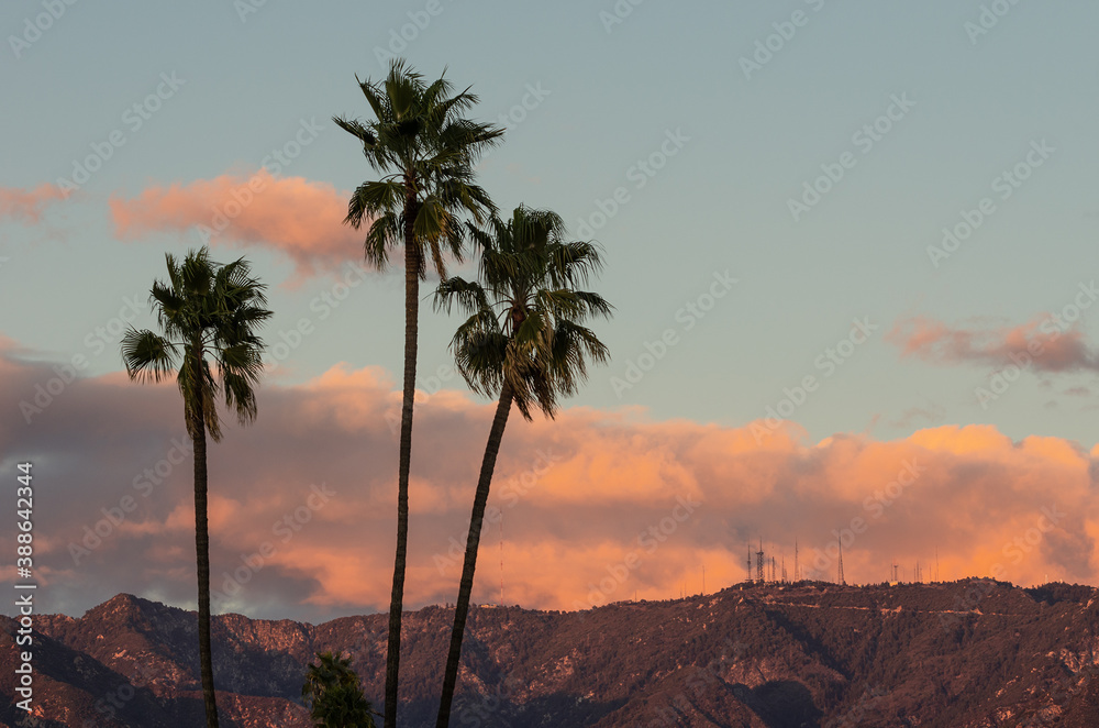 Palm trees with Mt Wilson on the San Gabriel Mountains in the background. Photo taken from Pasadena, California on a windy afternoon.