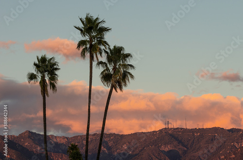 Palm trees with Mt Wilson on the San Gabriel Mountains in the background. Photo taken from Pasadena  California on a windy afternoon.