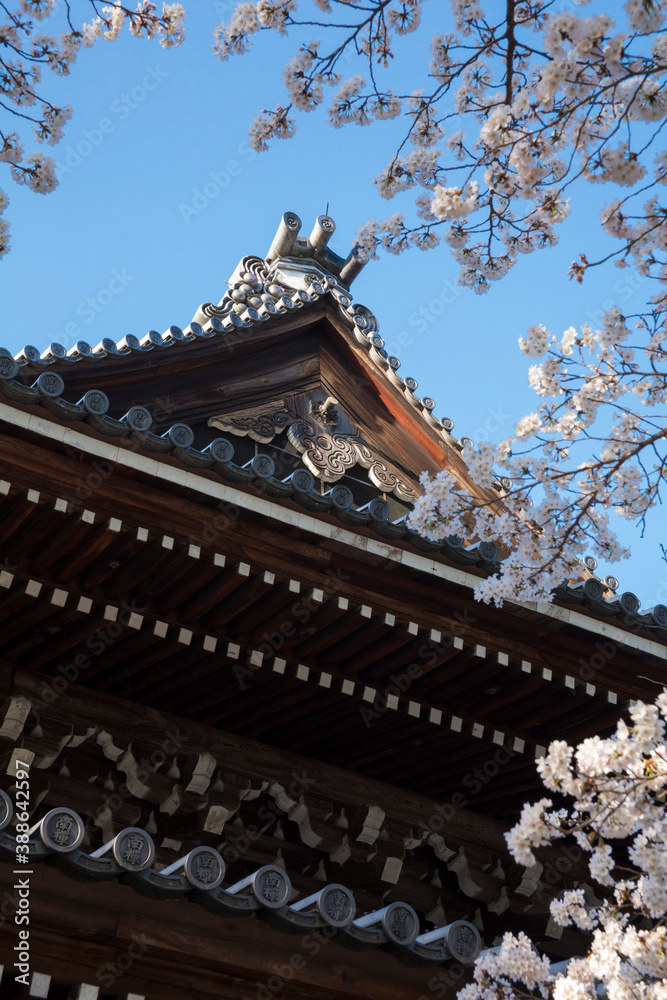 Naklejka premium 南禅寺法堂と桜