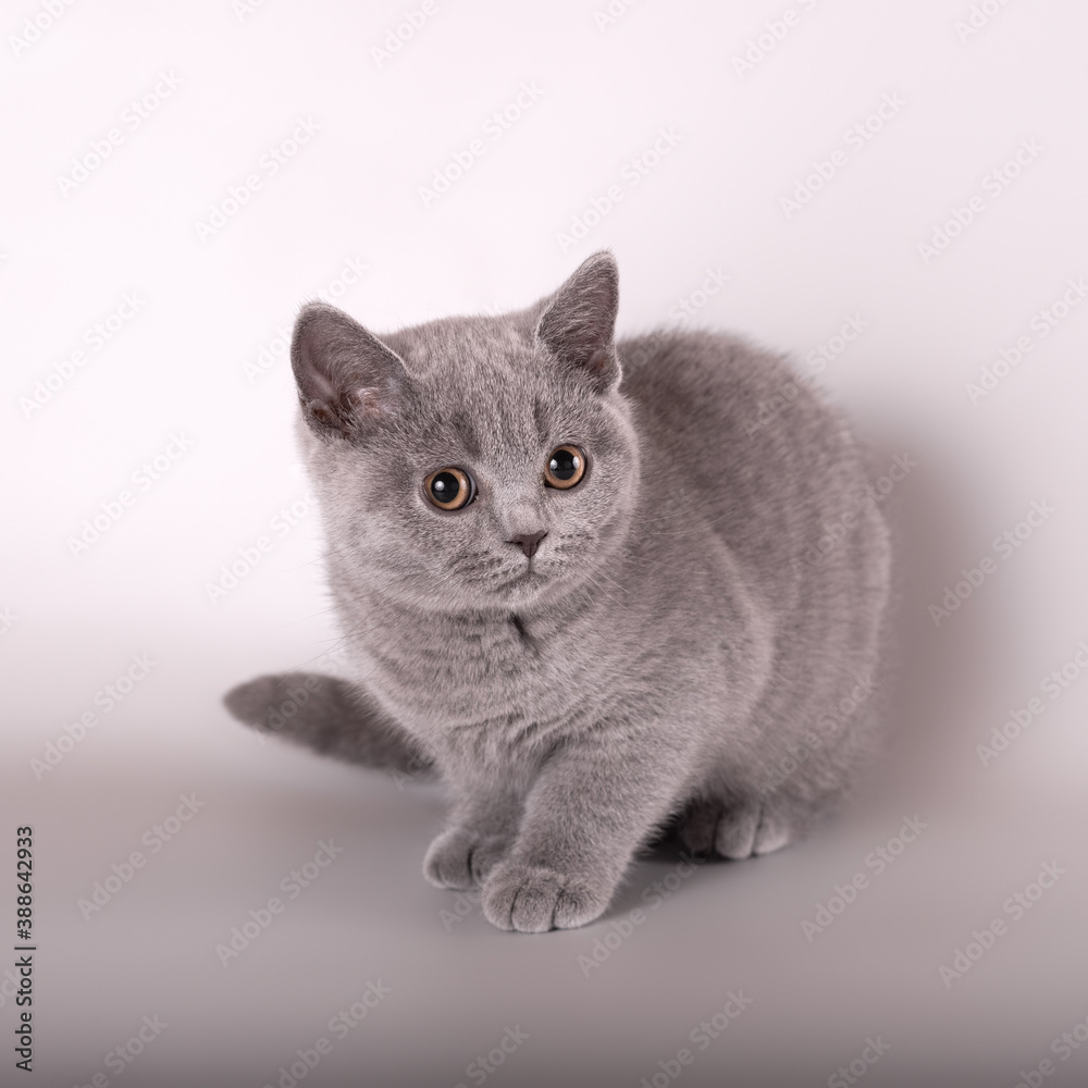 British shorthair cat on the studio background