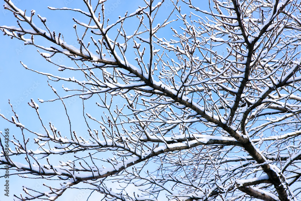 雪のつもった樹木 雪のつもった樹木