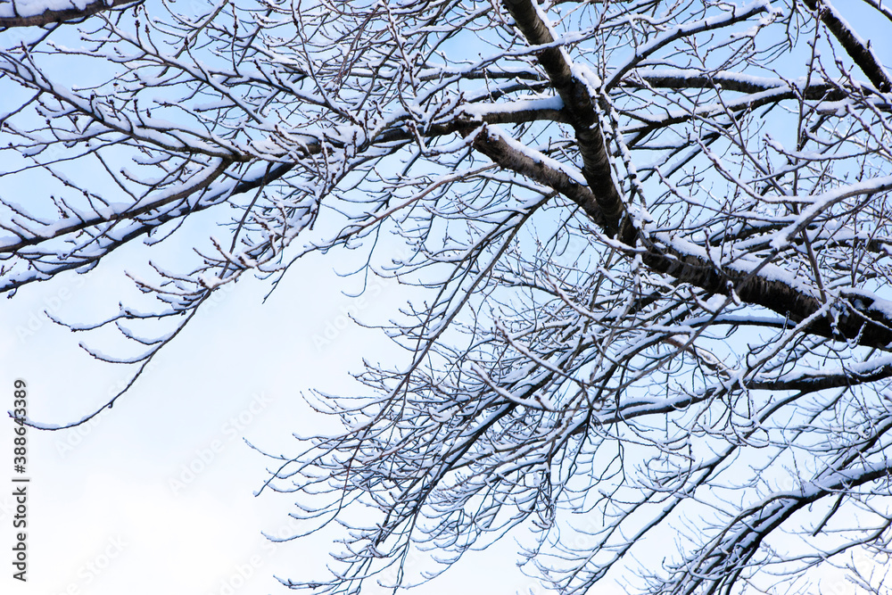 雪のつもった樹木 雪のつもった樹木
