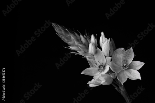 Black and white star flower on black background placed in low right corner 