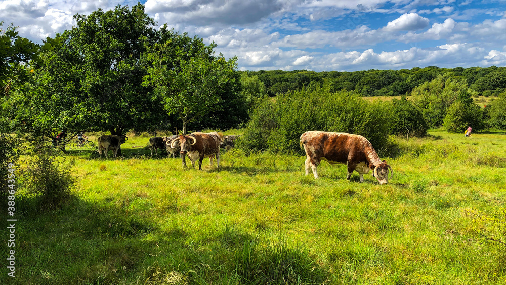Cows English longhorn cattle Epping Forest Cows English longhorn cattle Epping Forest