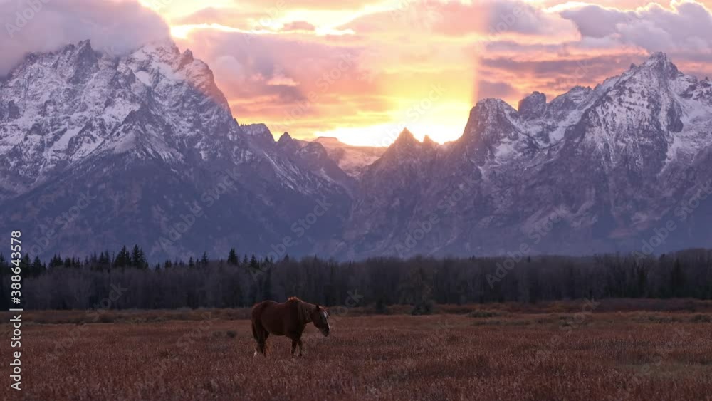 Lone horse walking through field during colorful sunset with snow capped mountains in the Grand Tetons.