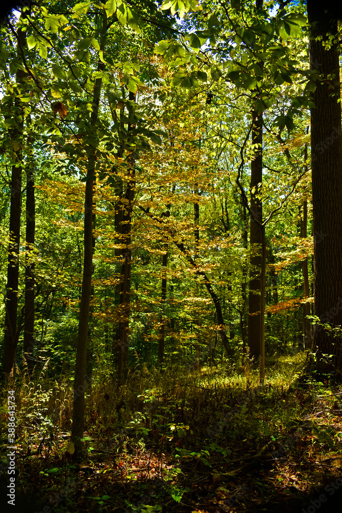 Fototapeta premium Sunlit maple leaves in an autumn forest