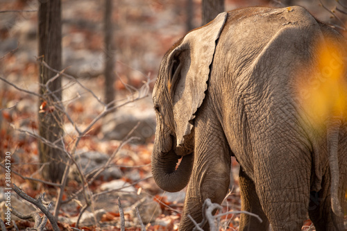 Young elephant