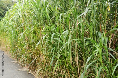 Sorghum bicolor   Poaceae annual grain