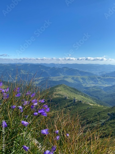Fototapeta Naklejka Na Ścianę i Meble -  bellflower mountain