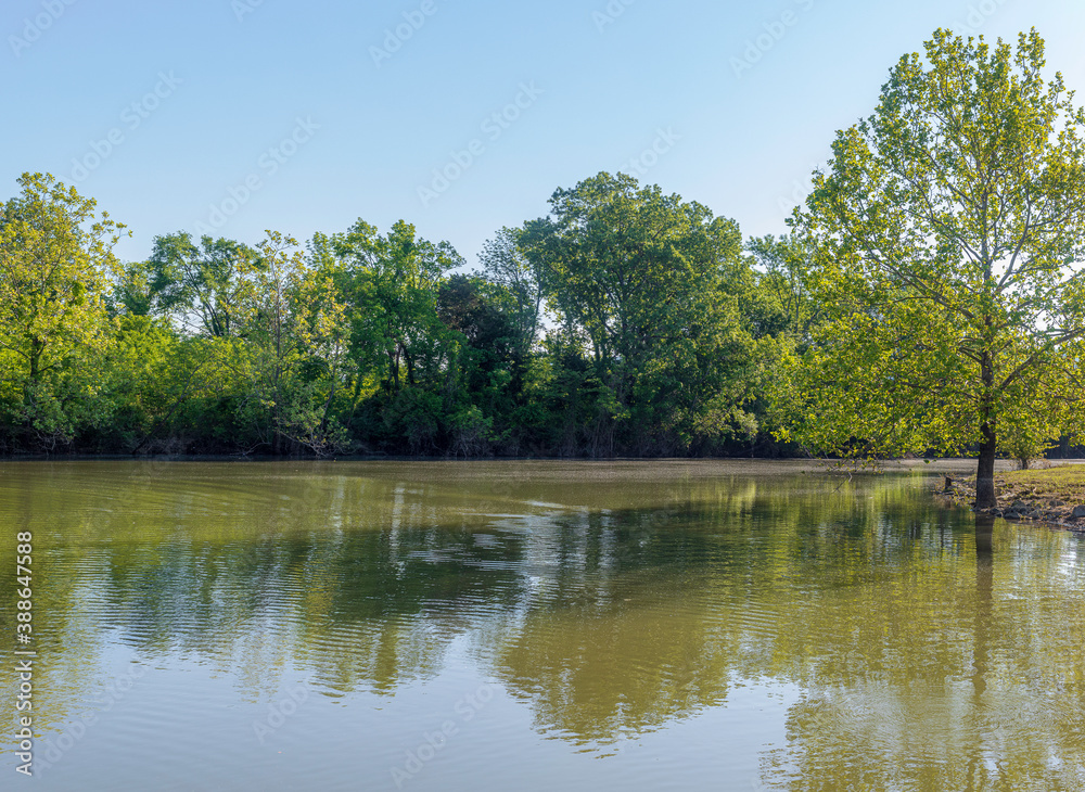 Fototapeta premium lake in the park