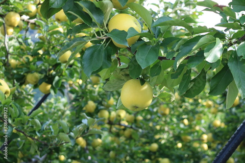 信州りんごしなのゴールド