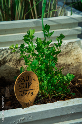 Celery (Apium graveolens) also known as "daun sup" is a leaf vegetable and medicinal plant commonly used as a spice in cooking