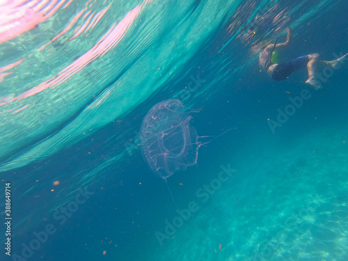 jellyfish in the sea