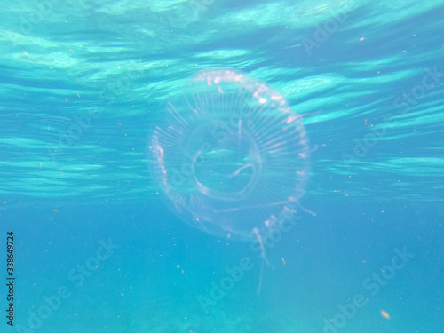 Jellyfish Under the Blue Sea