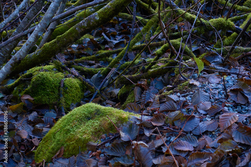 In the wood with lots of moss in Whistler, Canada