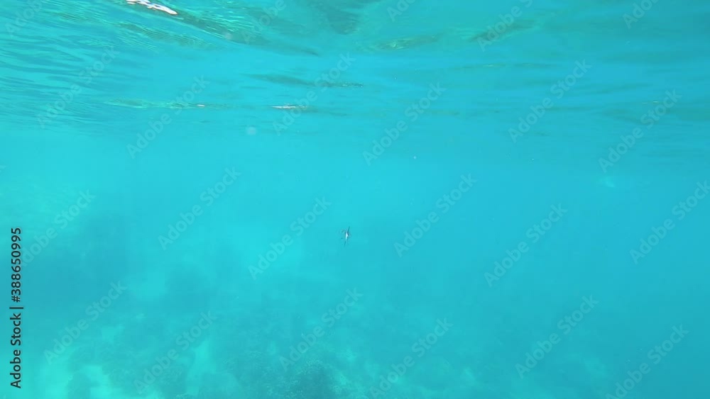 Long Crocodile Needle Fish swims quickly at the surface of blue tropical water; following shot. Long Crocodile Needle Fish swims quickly at the surface of blue tropical water; following shot.