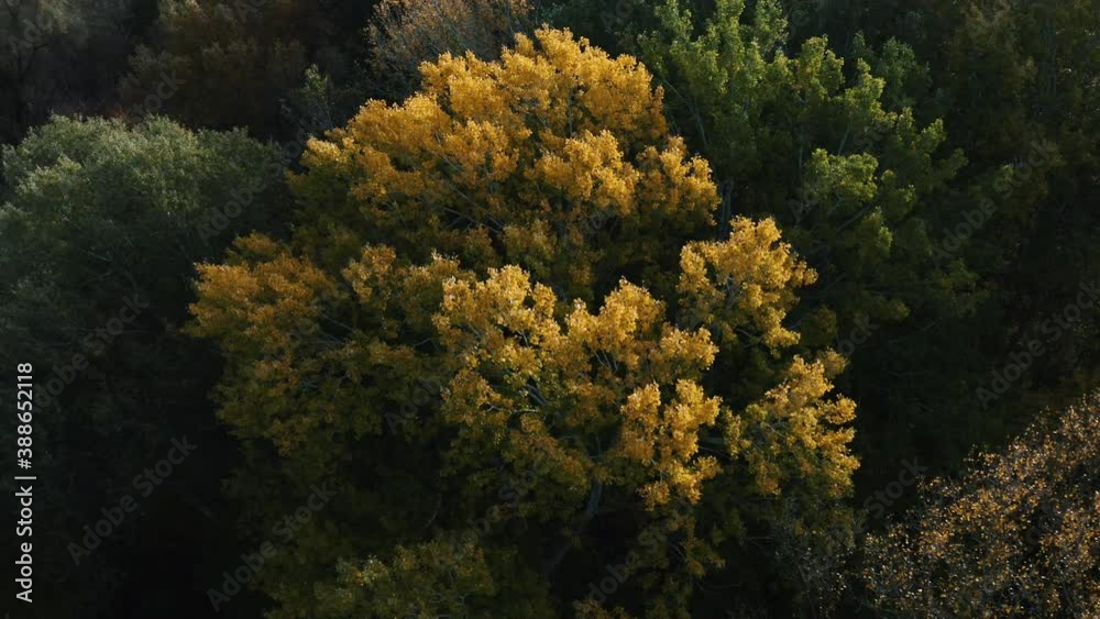 aerial, aerial view of park, autumn, autumn background, background, beautiful, colorful, colors, environment, fall, fall background, fall season, foliage, forest, forest landscape, green, landscape, l aerial, aerial view of park, autumn, autumn background, background, beautiful, colorful, colors, environment, fall, fall background, fall season, foliage, forest, forest landscape, green, landscape, l