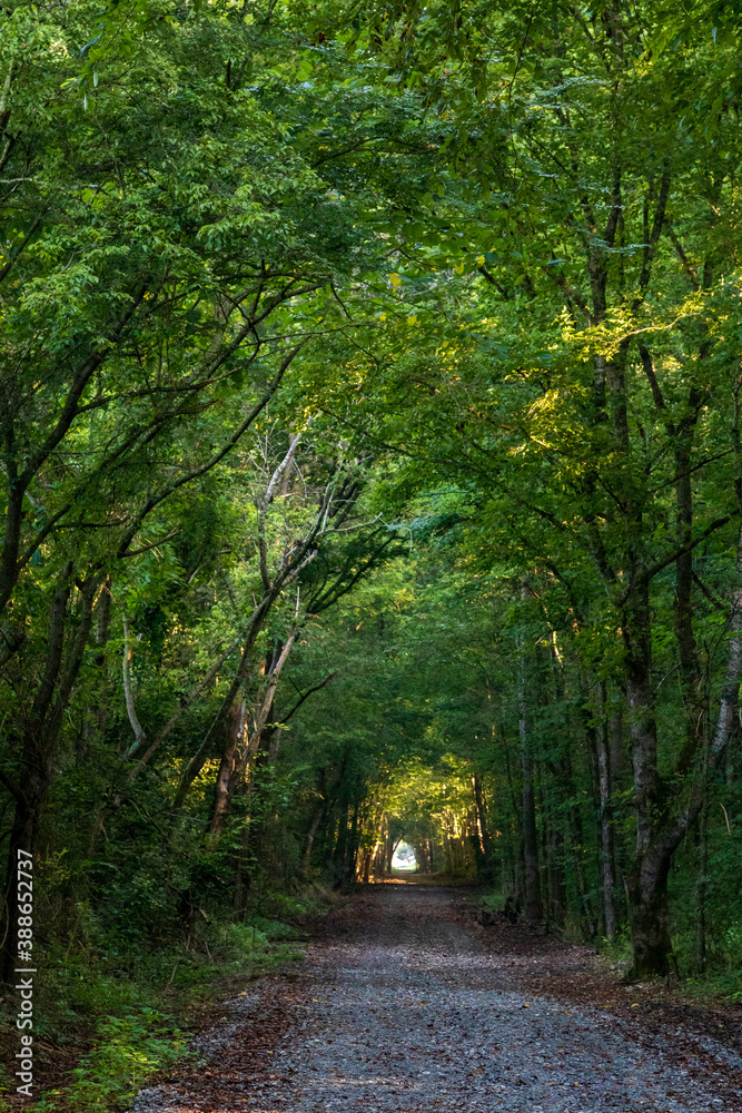 Obraz premium A Rails to Trails Walkway in Northern Alabama