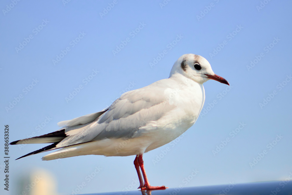 Obraz premium カモメ