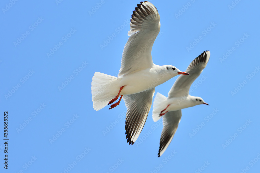 Fototapeta premium カモメ