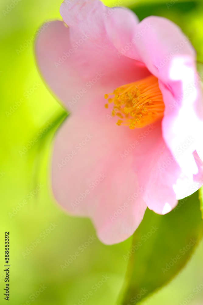 侘助の花 侘助の花