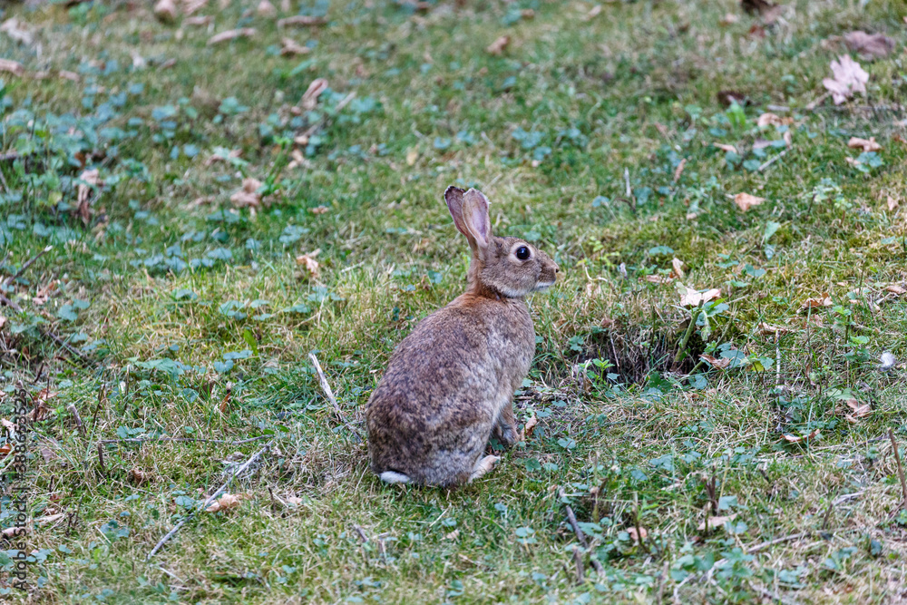 Fototapeta premium Wild rabbit on grass in garden