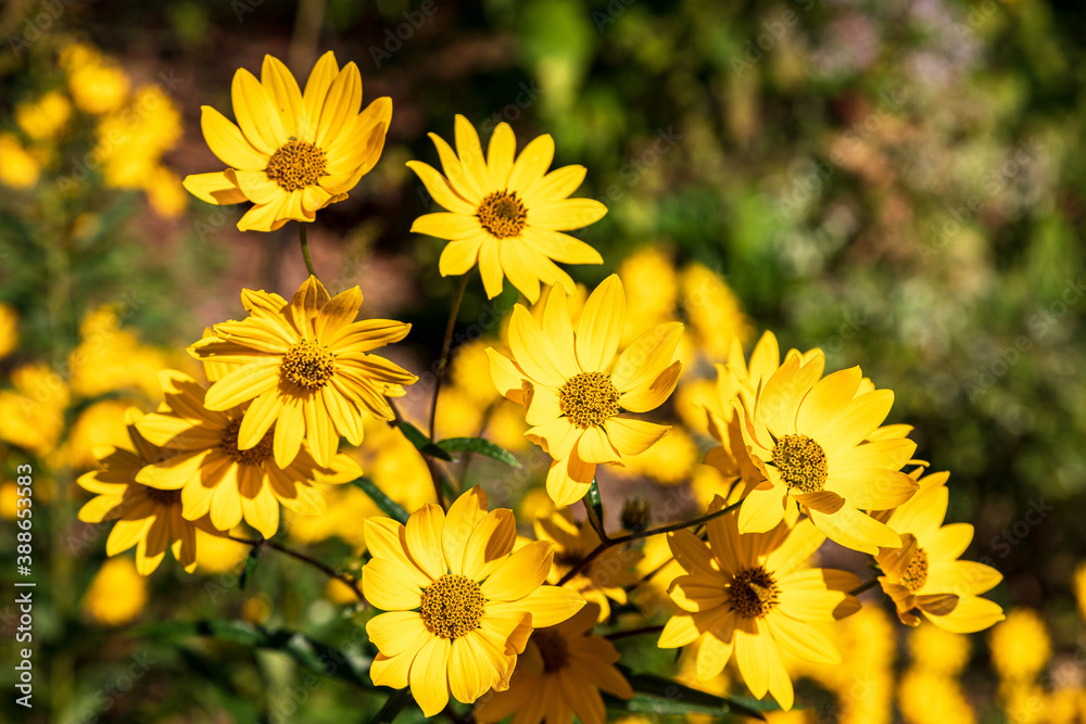 Fototapeta premium yellow flowers in the park