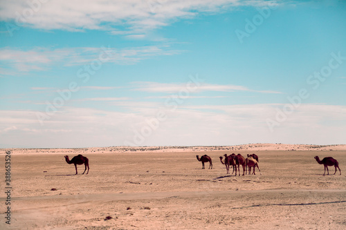 camels in the open desert 