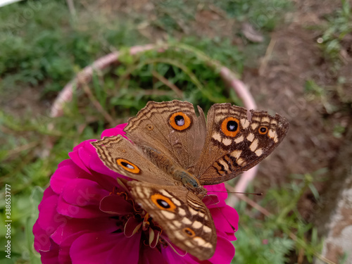 picture of lemon pansy ( junonia lemonias ) butterfly on pink zinnia flower. Himachal pradesh, India photo