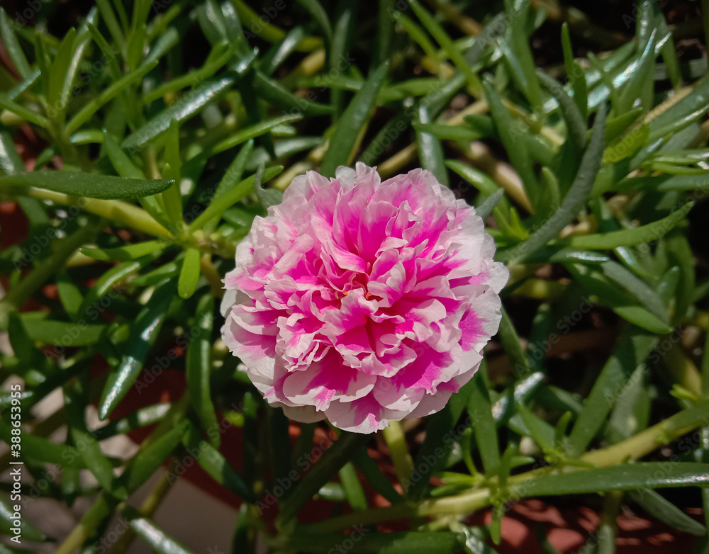 picture of little light pink flower named portulaca grandiflora