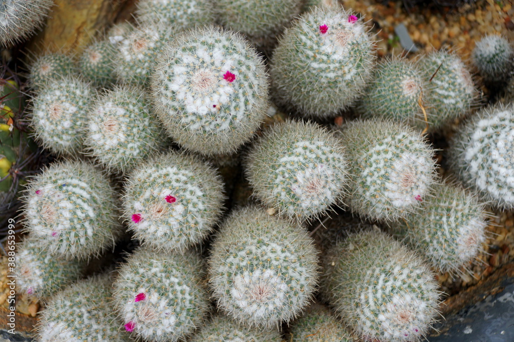 Top view of cactus plants with tiny purple flower