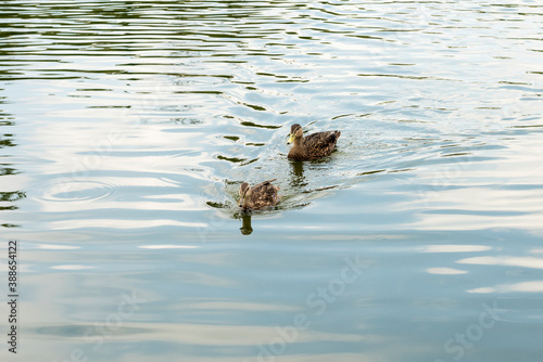 Patos en el Lago de Chapultepec