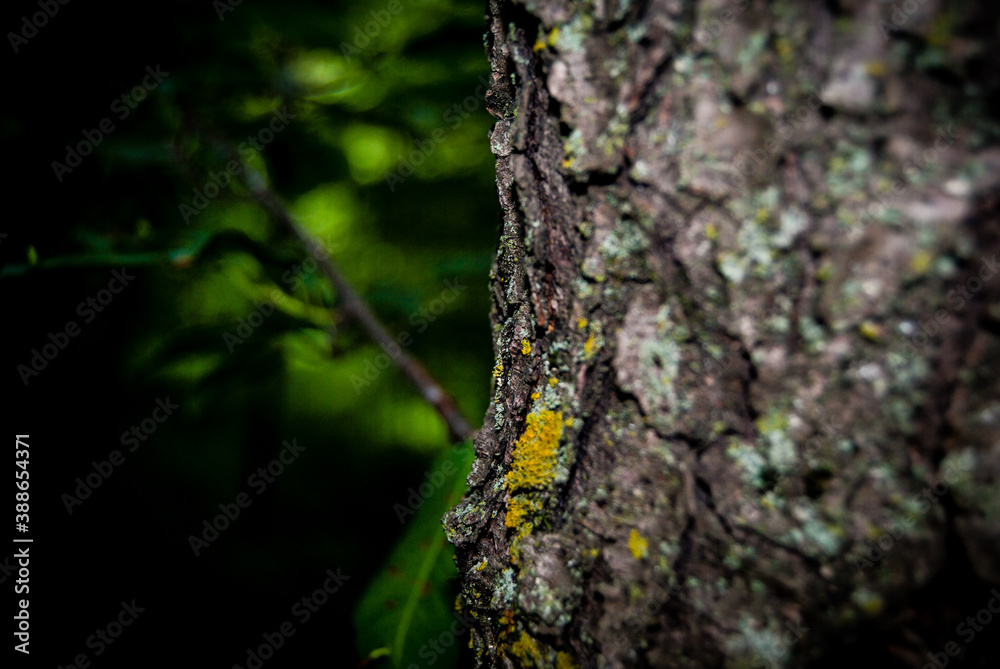 Treek bark texture Treek bark texture