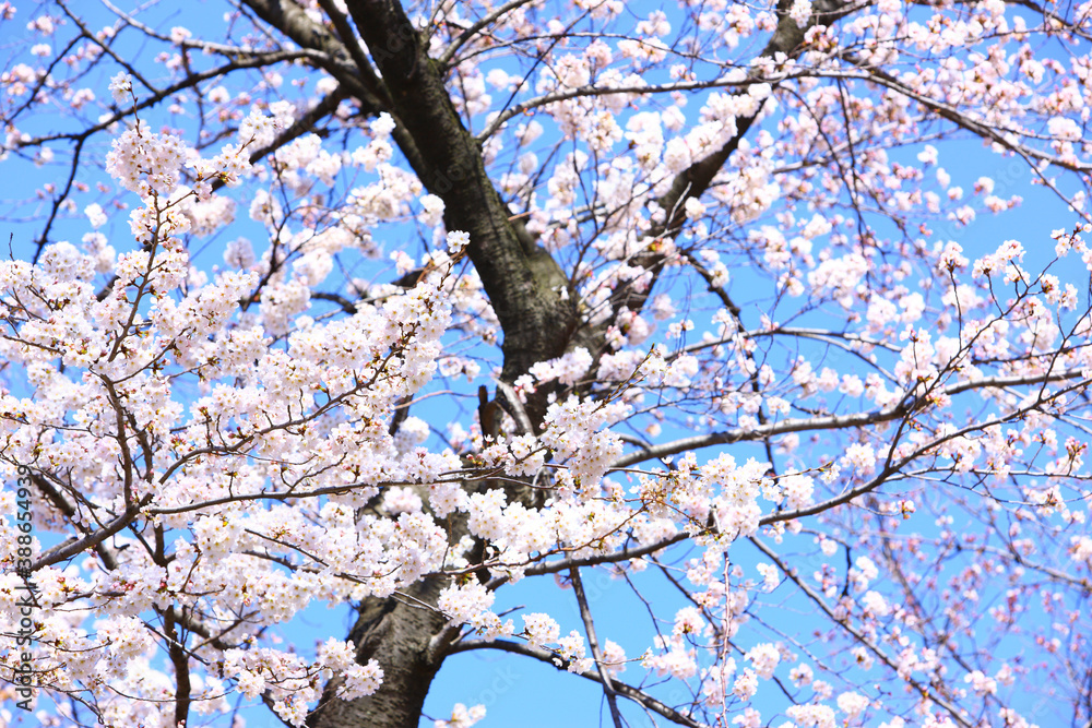 桜の花