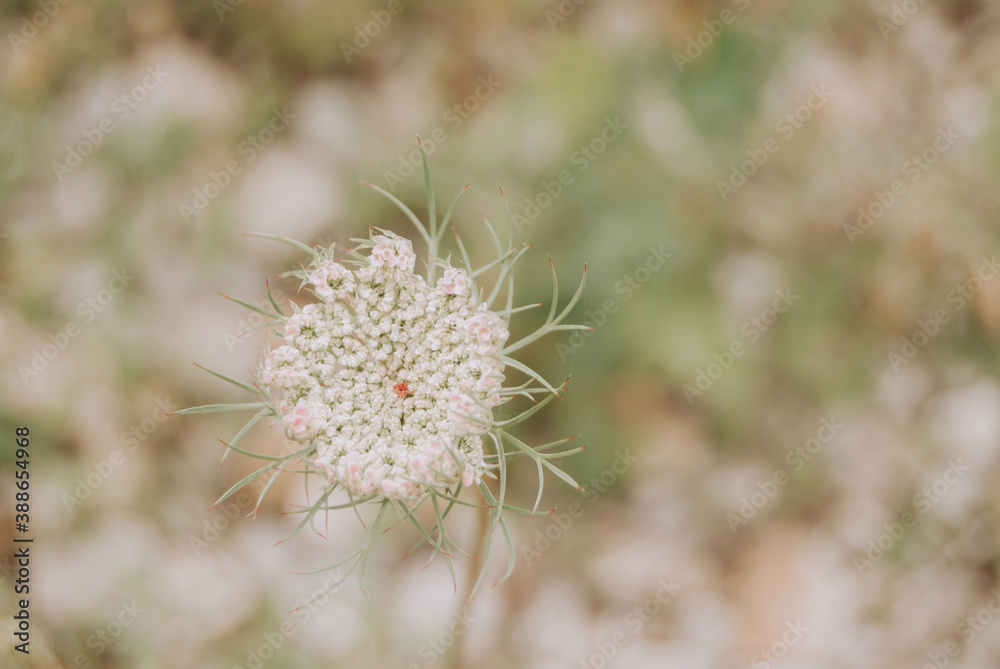 Rural wildflower in macro close up Rural wildflower in macro close up