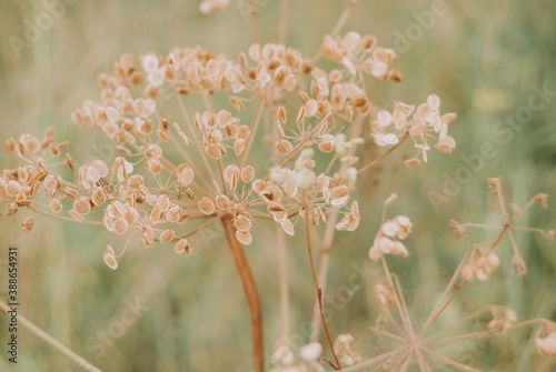 Rural wildflower in macro close up