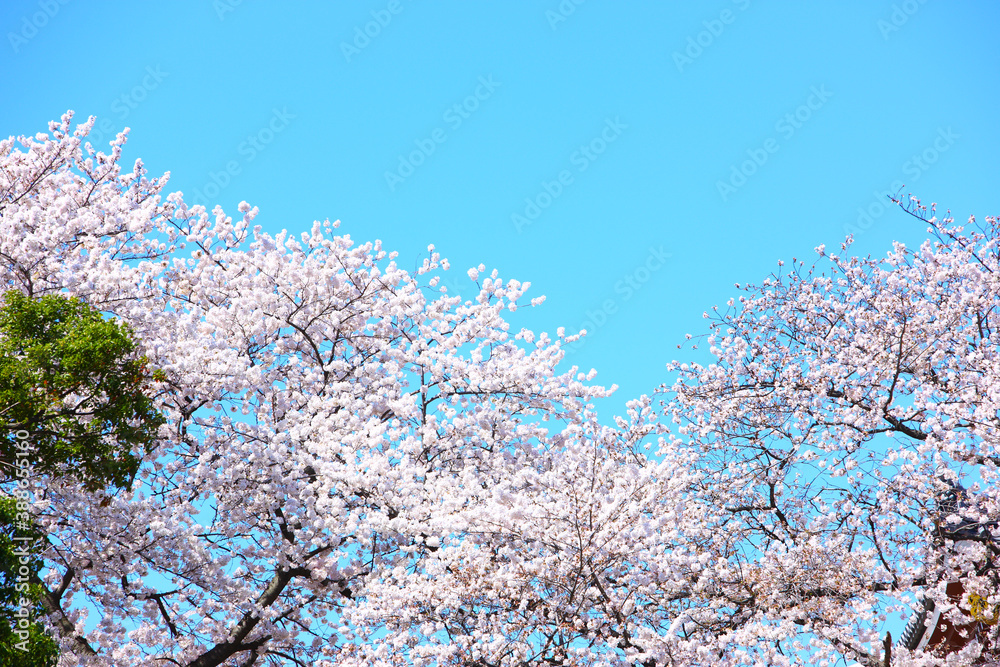 桜の花