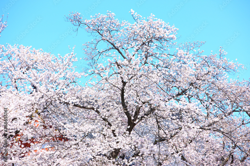 桜の花