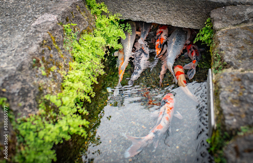 Japanese carp (Koi fish) swimming in canal of Shimabara city (Nagasaki, Japan)