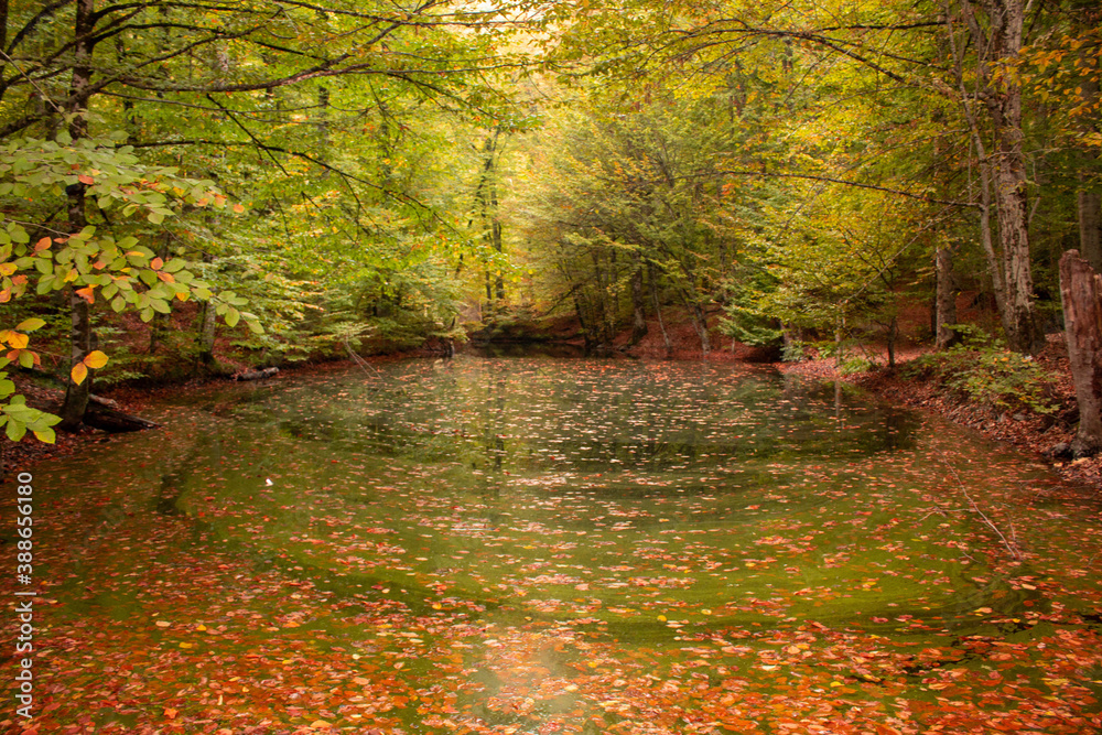Obraz premium It is a small lake with a magnificent view with the red leaves falling on it in autumn. A great nature view and wallpaper concept.