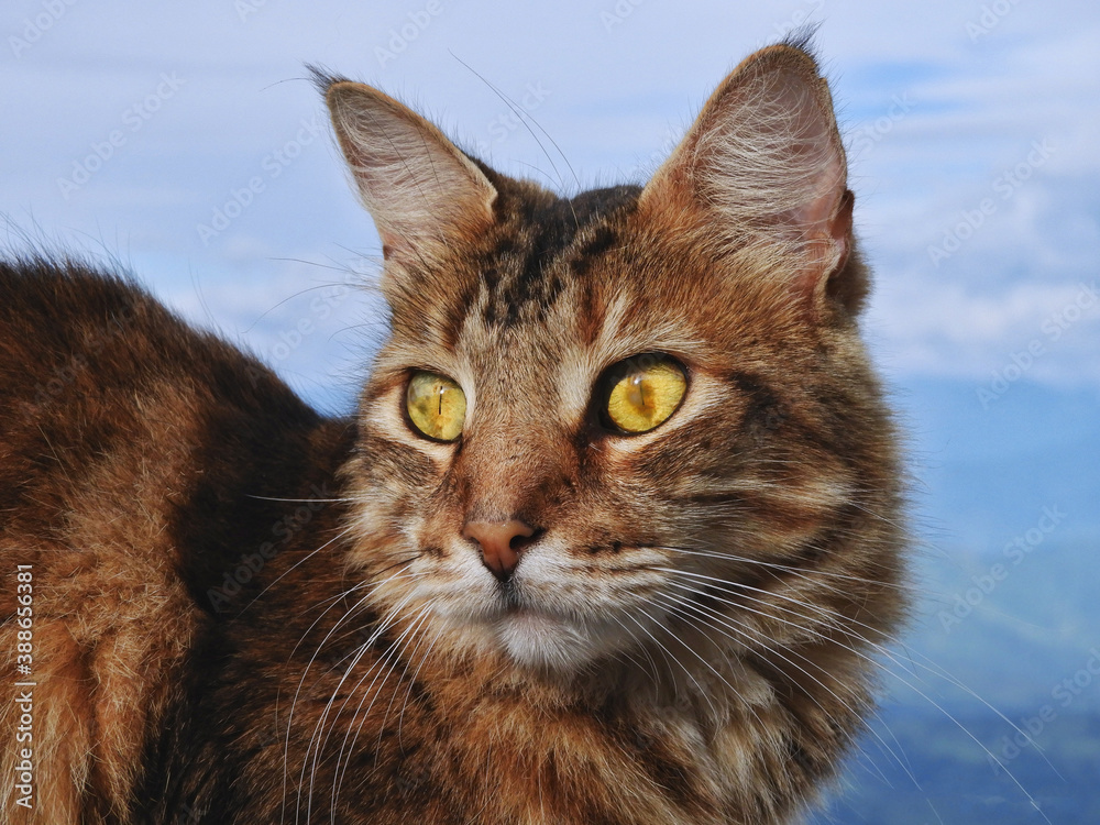 Cute little cat with fixed gaze sitting in the backyard, with yellow eyes and long whiskers Cute little cat with fixed gaze sitting in the backyard, with yellow eyes and long whiskers