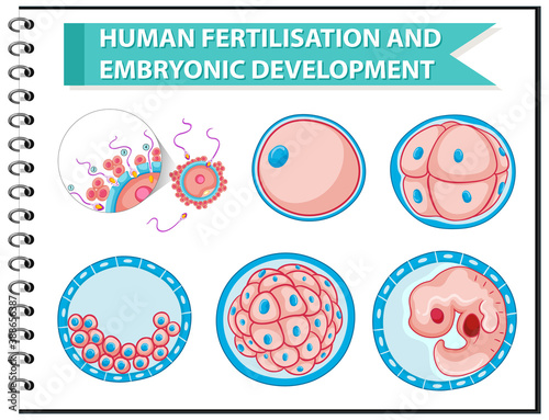 Human Fertilisation and Embryonic Development