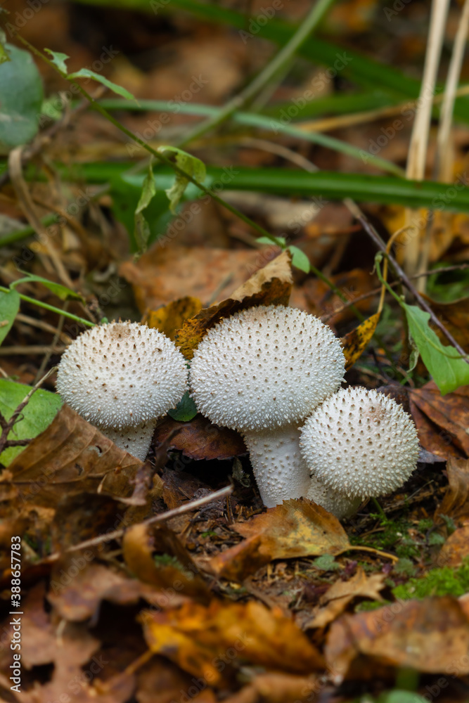 Mushroom Raincoat - a genus of mushrooms of the champignon family; formerly belonged to the raincoat family Mushroom Raincoat - a genus of mushrooms of the champignon family; formerly belonged to the raincoat family
