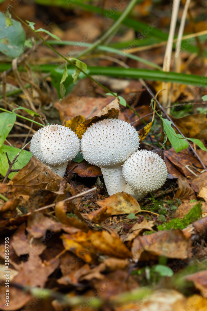 Mushroom Raincoat - a genus of mushrooms of the champignon family; formerly belonged to the raincoat family Mushroom Raincoat - a genus of mushrooms of the champignon family; formerly belonged to the raincoat family